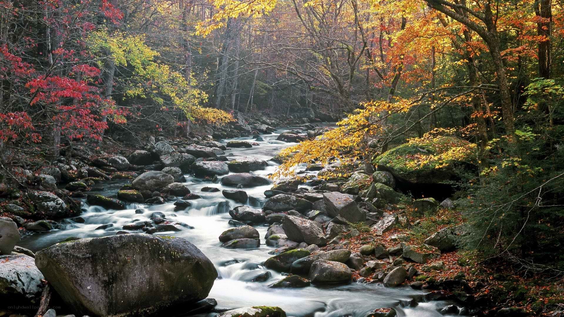 Autumn stream in forest