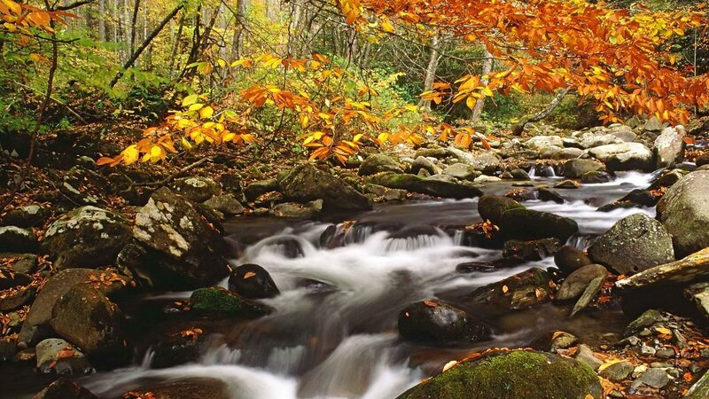 Autumn stream in forest