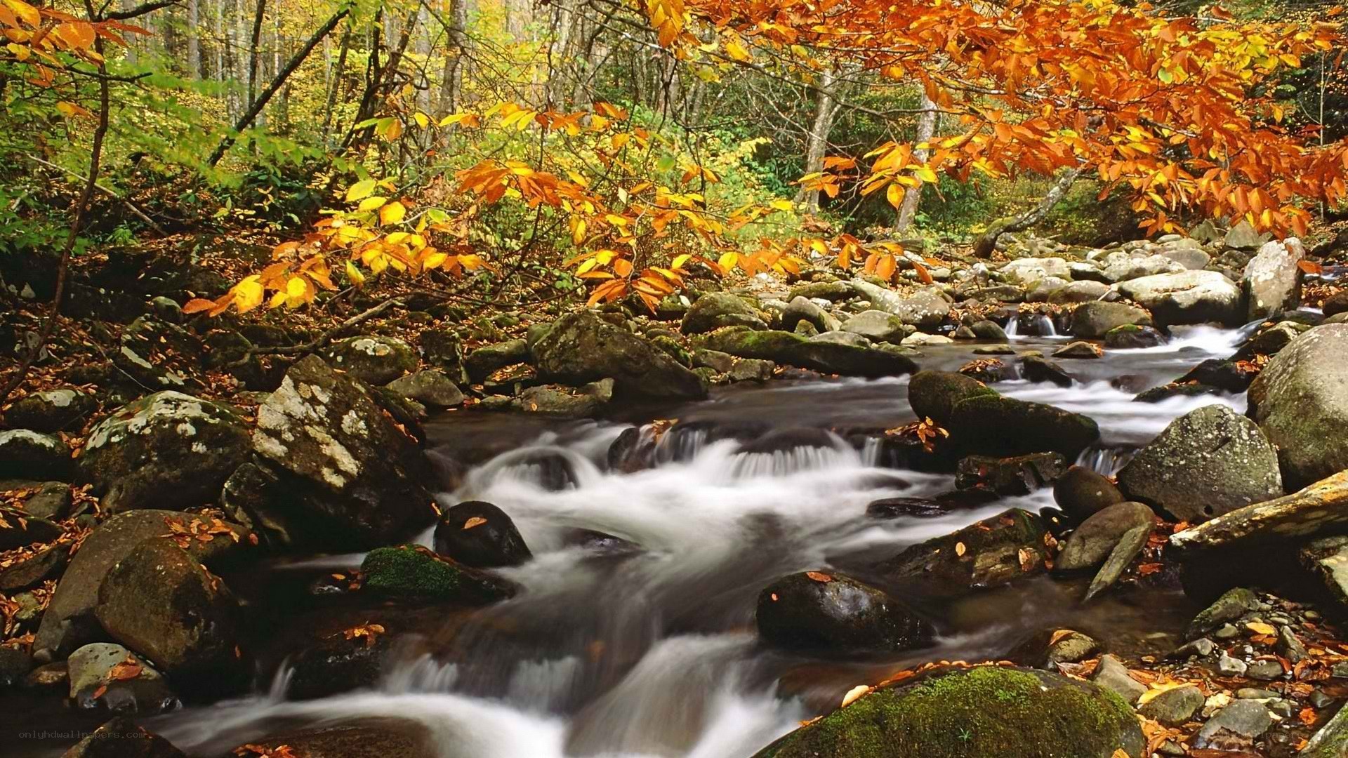 Autumn stream in forest