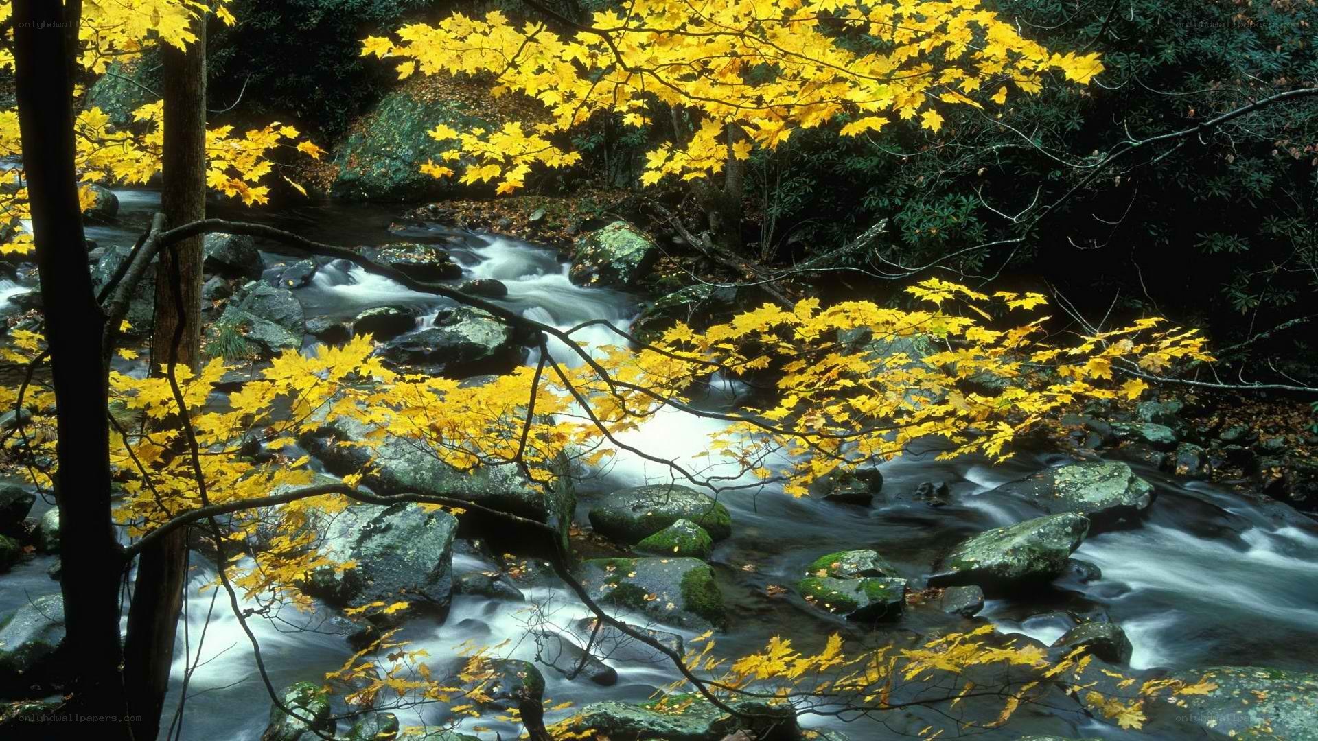 Autumn stream in forest