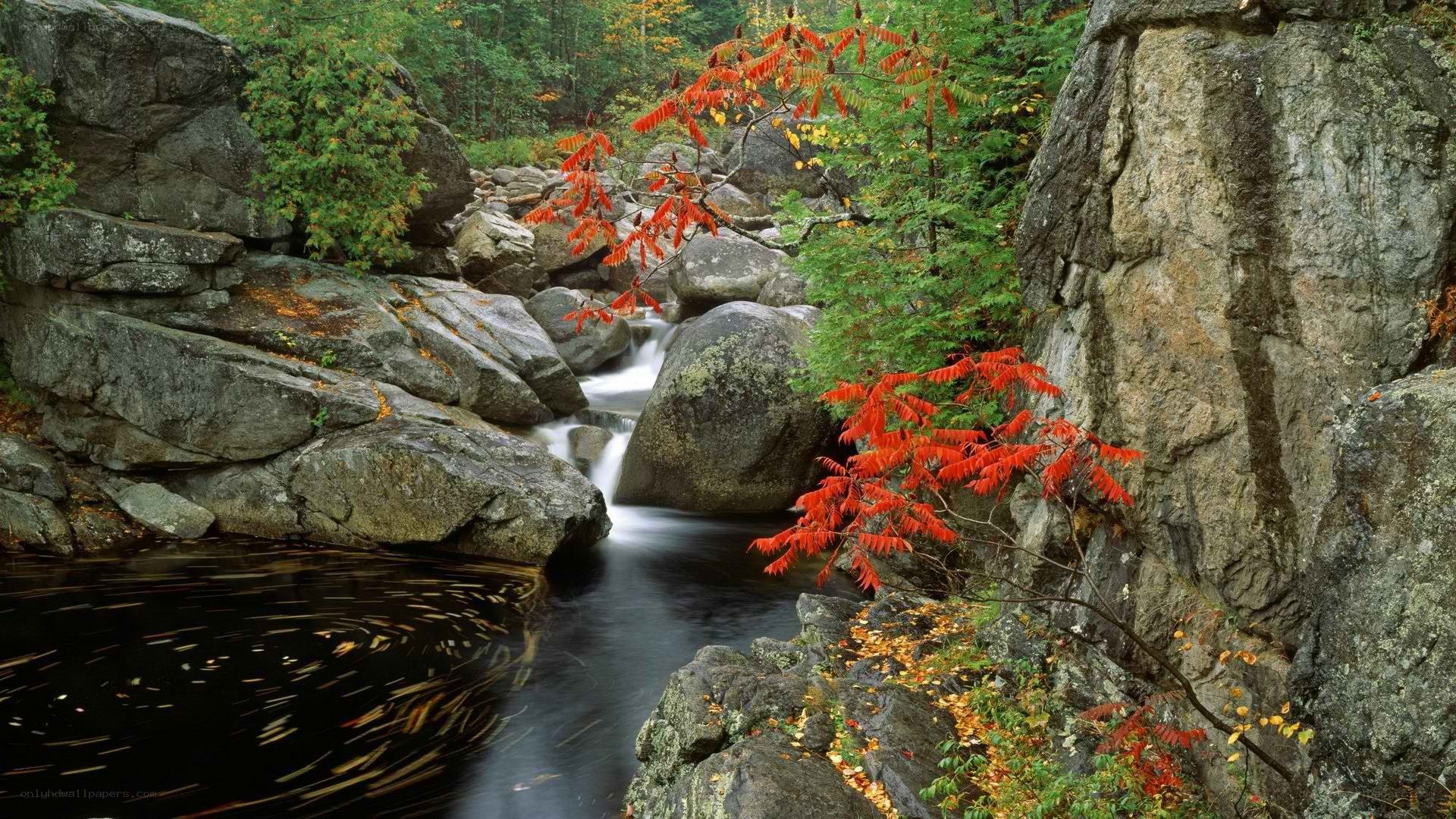 Autumn stream in forest