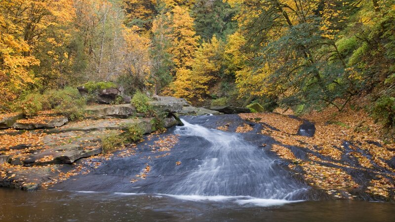 Autumn stream in forest