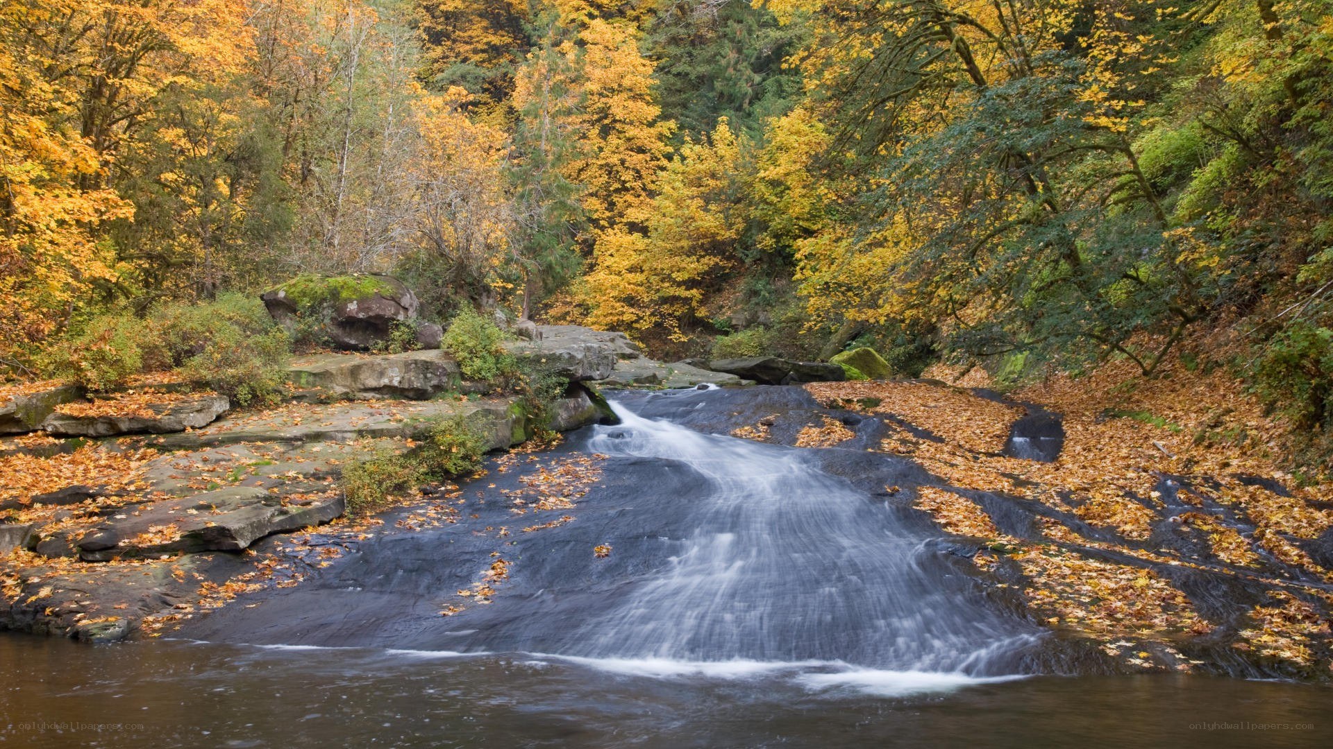 Autumn stream in forest