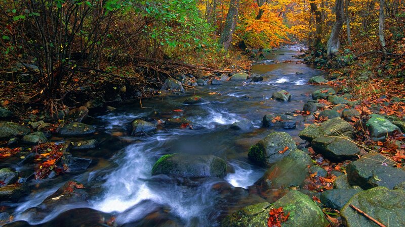 Autumn stream in forest