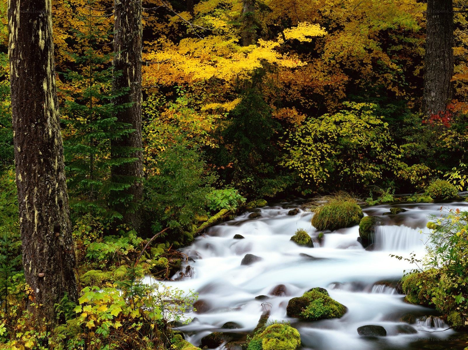 Autumn stream in forest