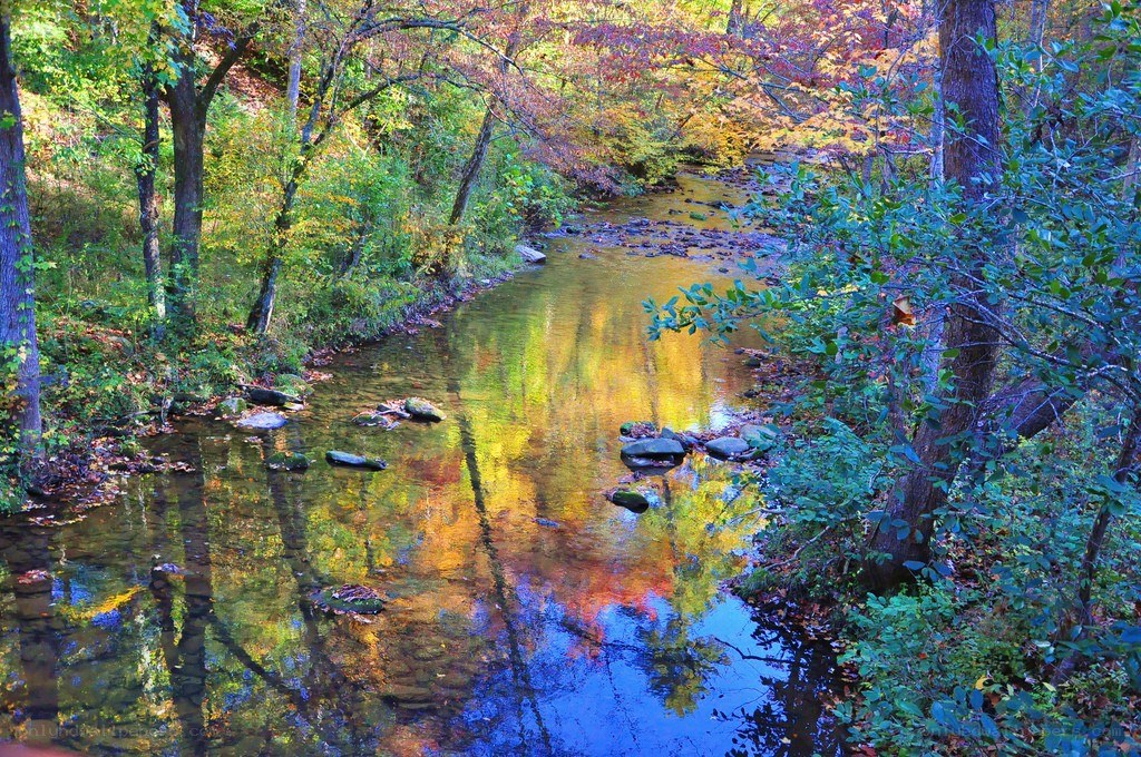 Autumn stream in forest
