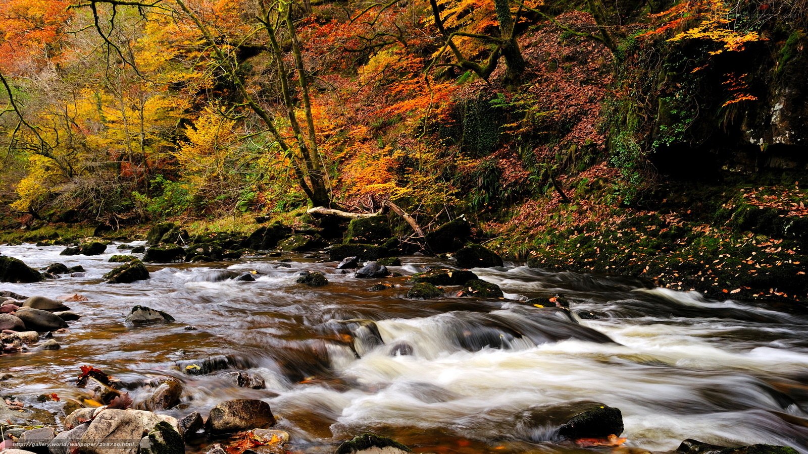 Autumn stream in forest