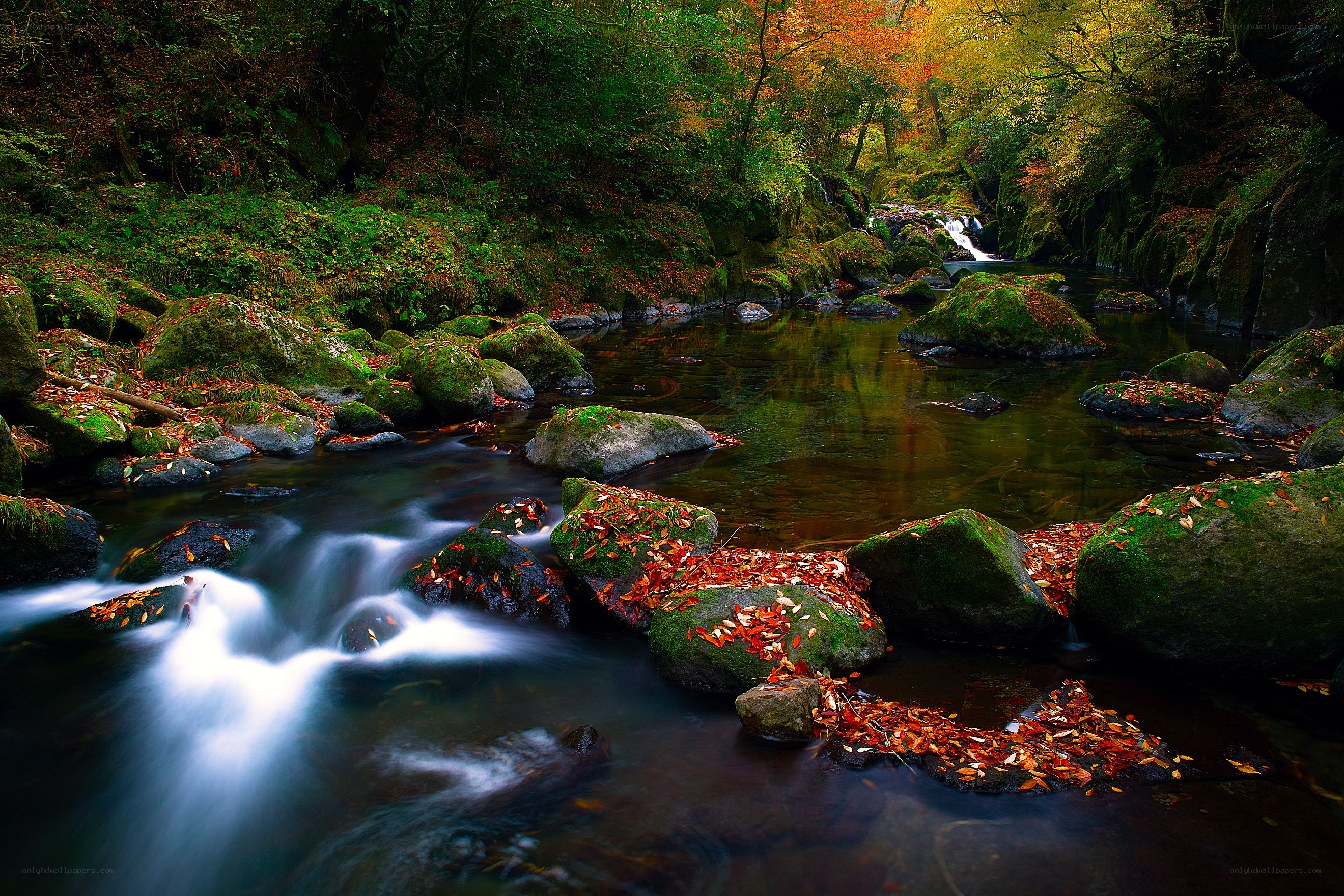Autumn stream in forest