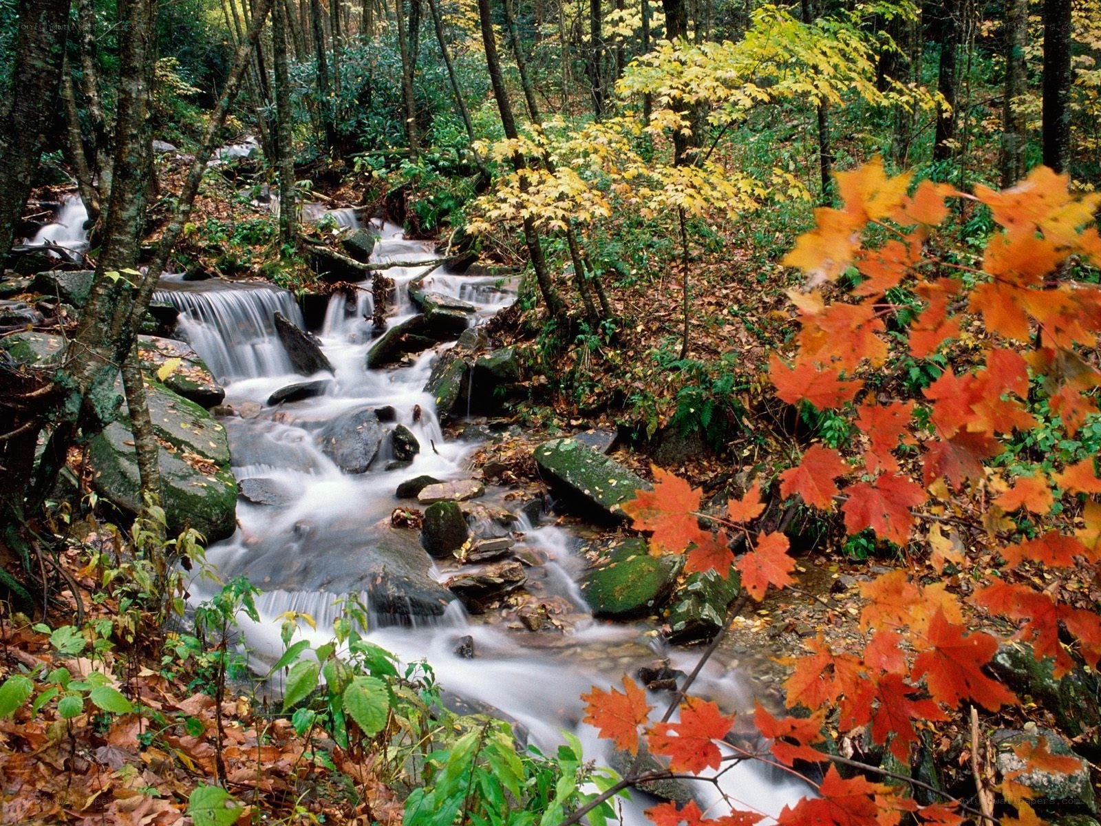Autumn stream in forest