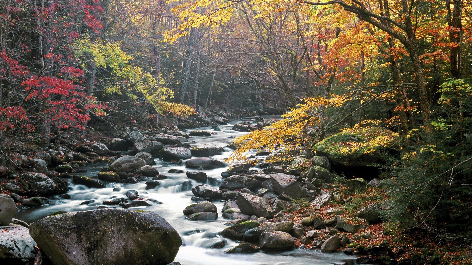 Autumn stream in forest