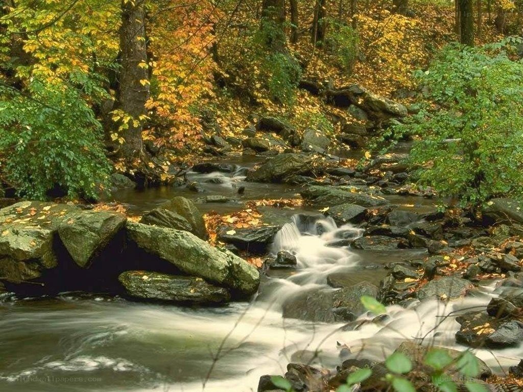 Autumn stream in forest