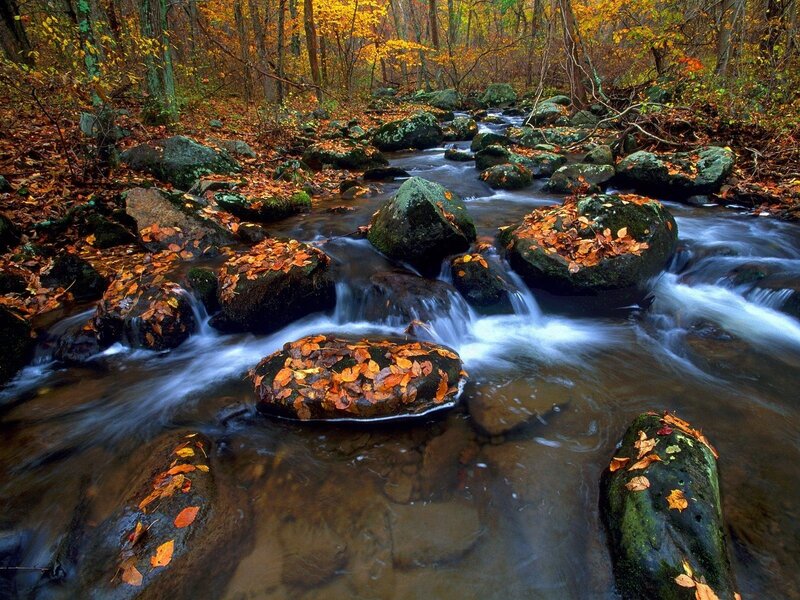 Autumn stream in forest