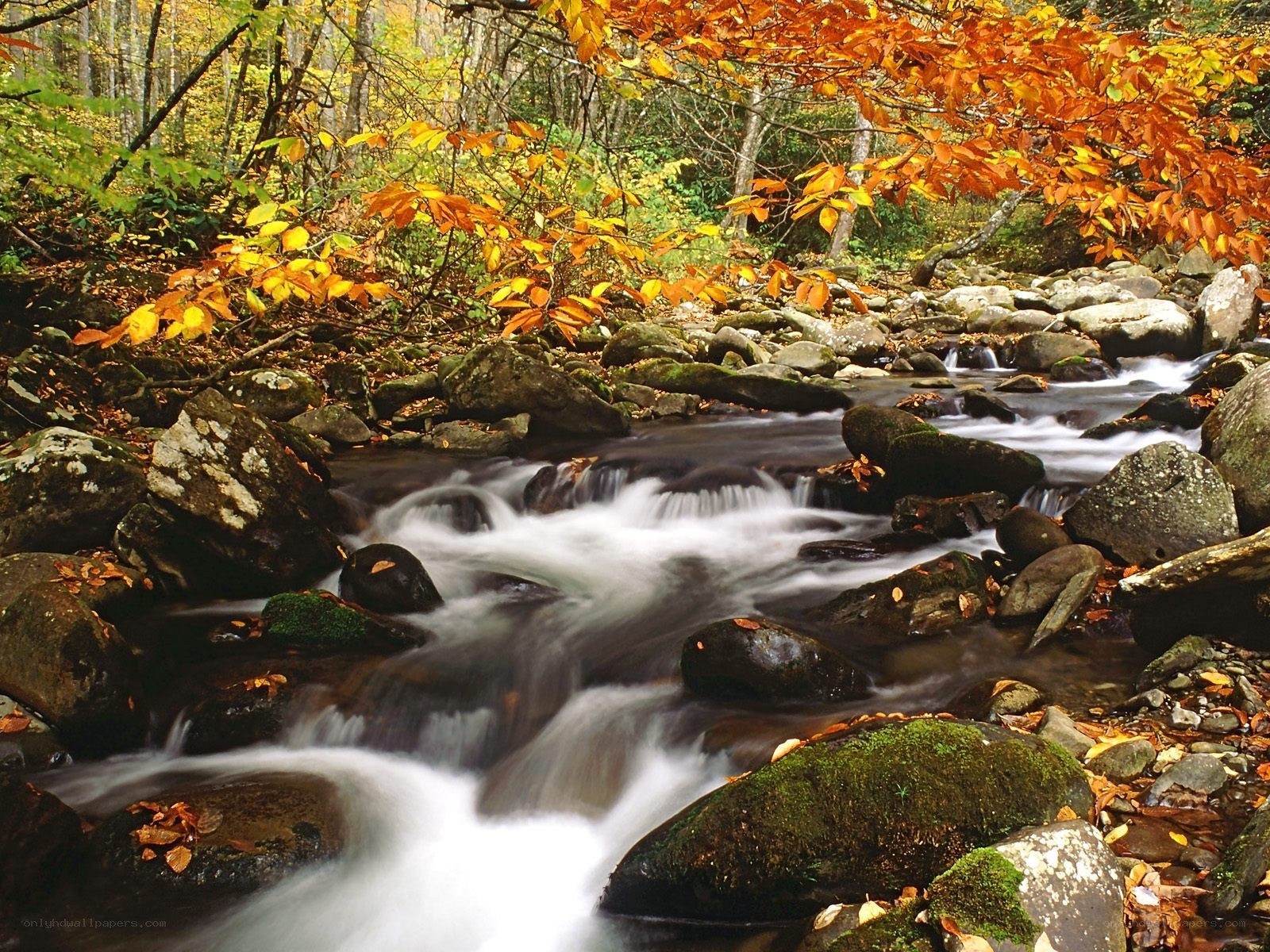 Autumn stream in forest