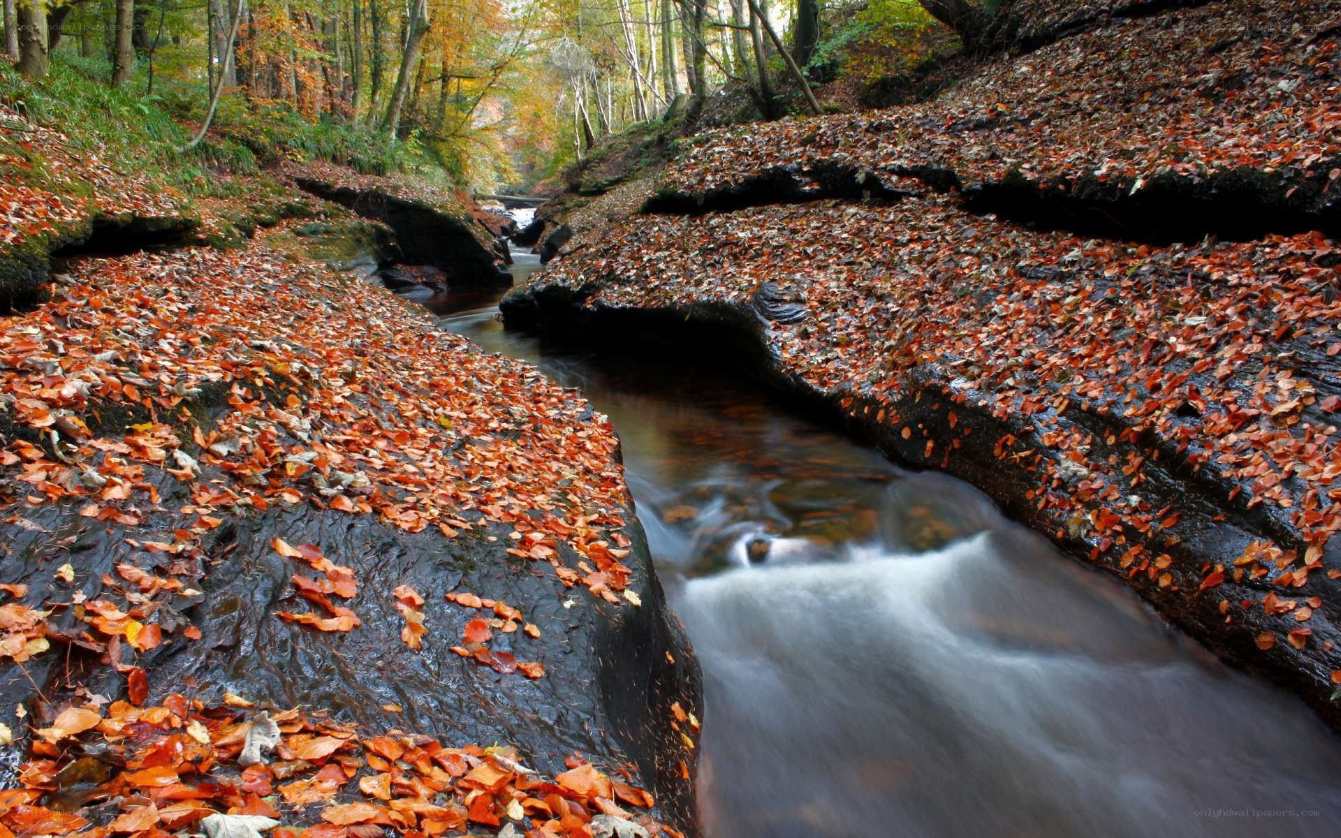 Autumn stream in forest