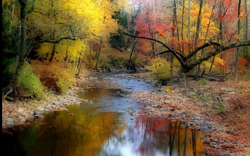 Autumn stream in forest