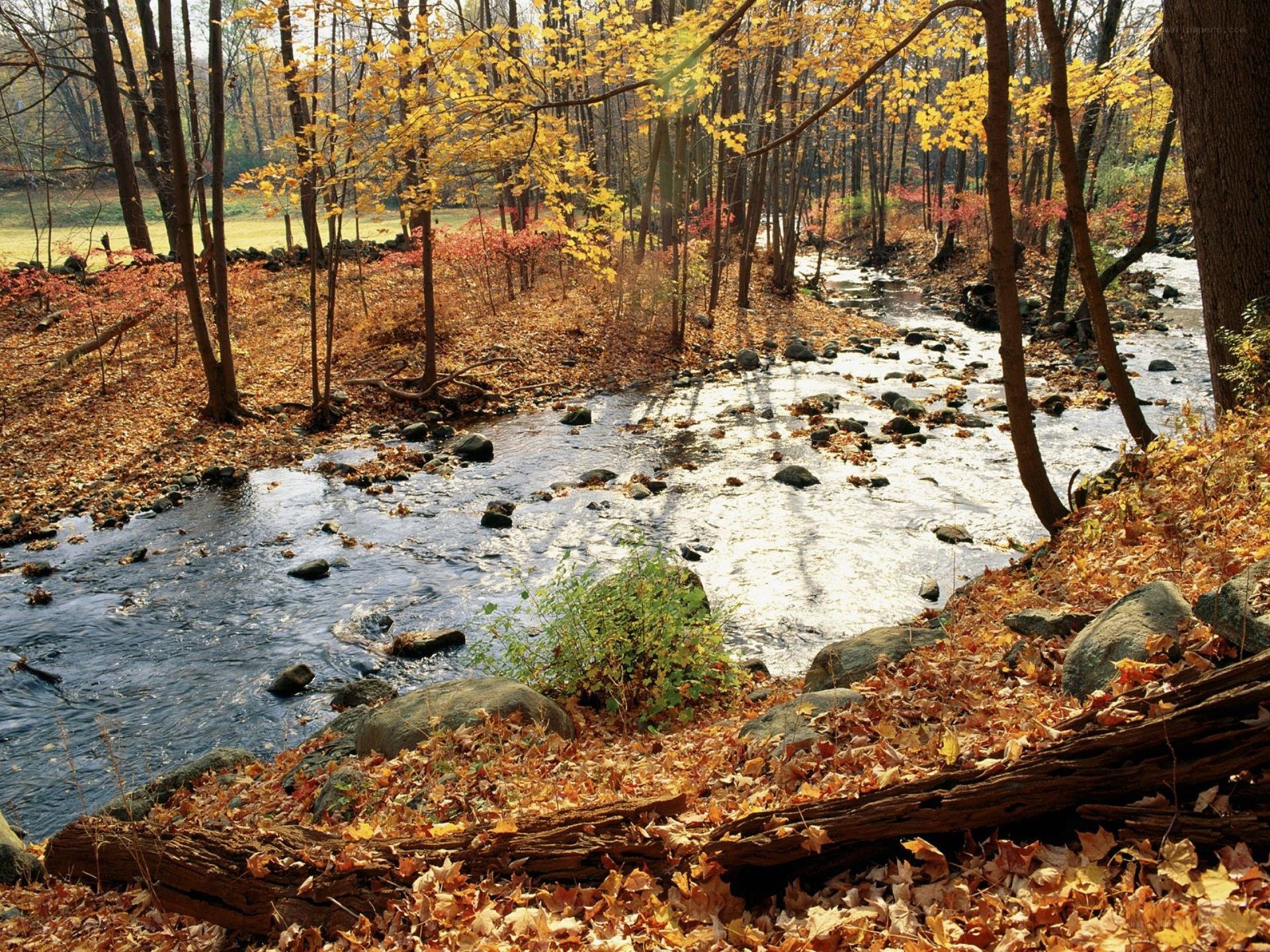 Autumn stream in forest