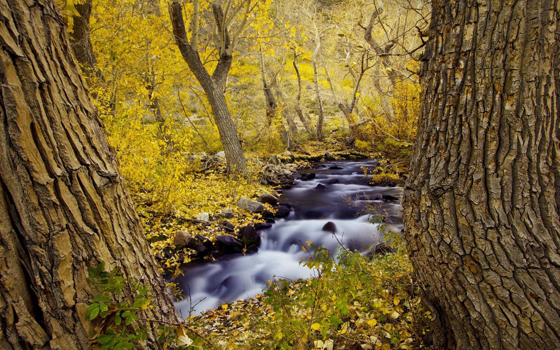 Autumn stream in forest