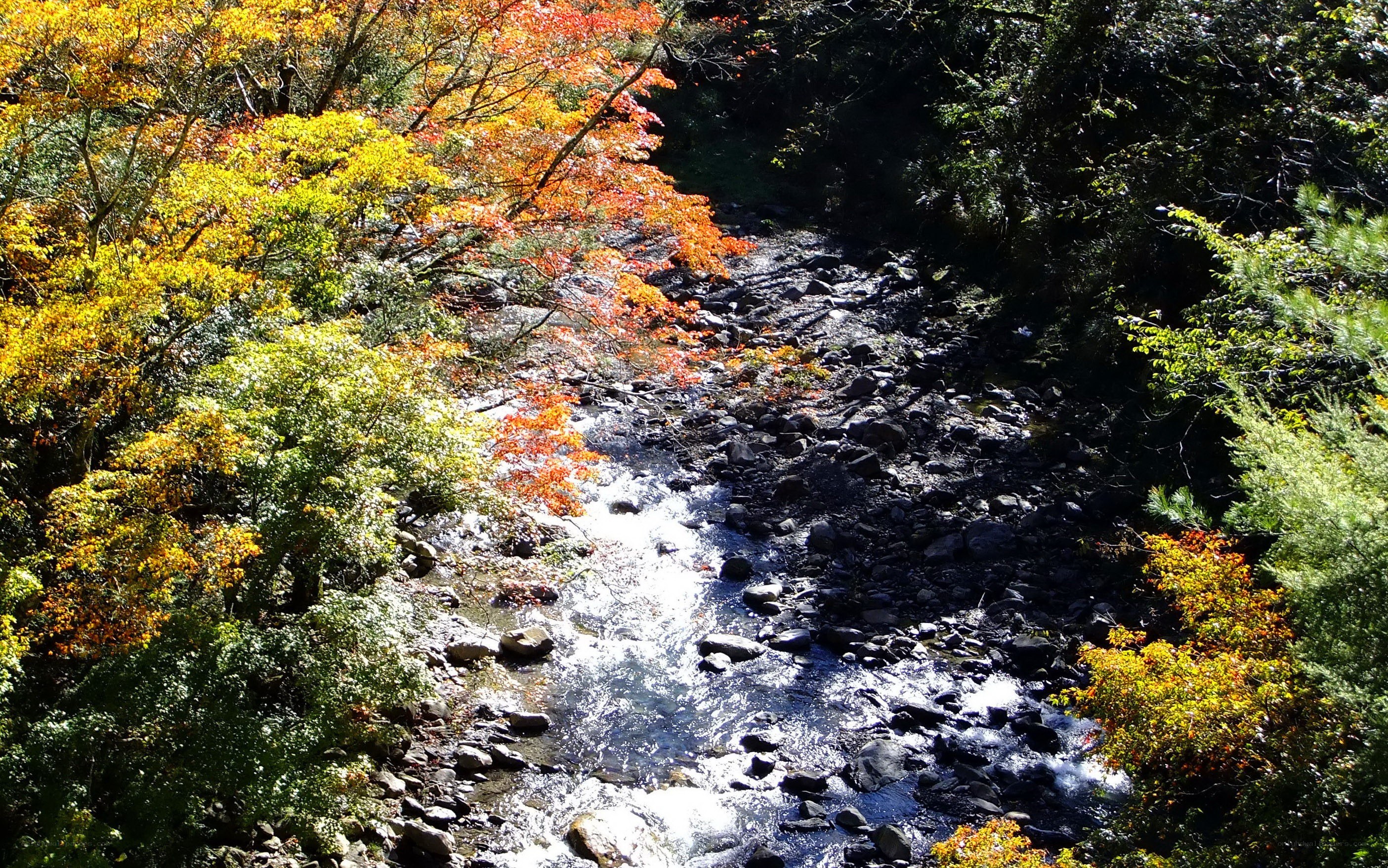 Autumn stream in forest