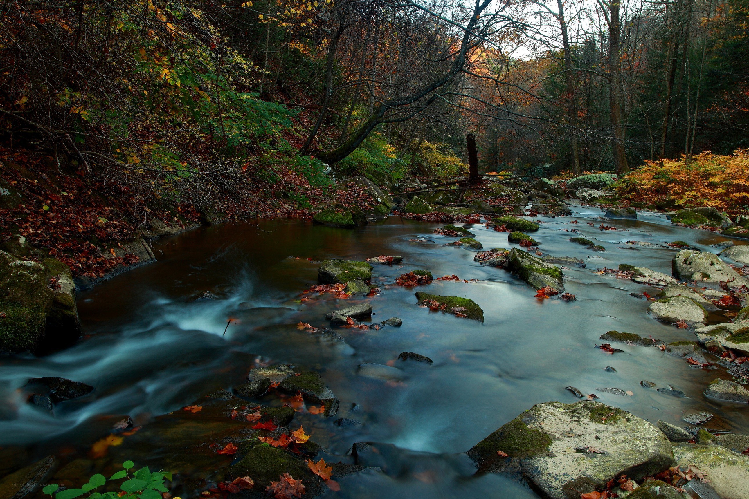 Autumn stream in forest