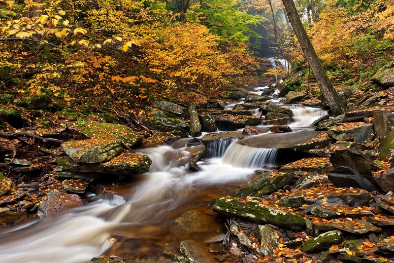 Autumn stream in forest