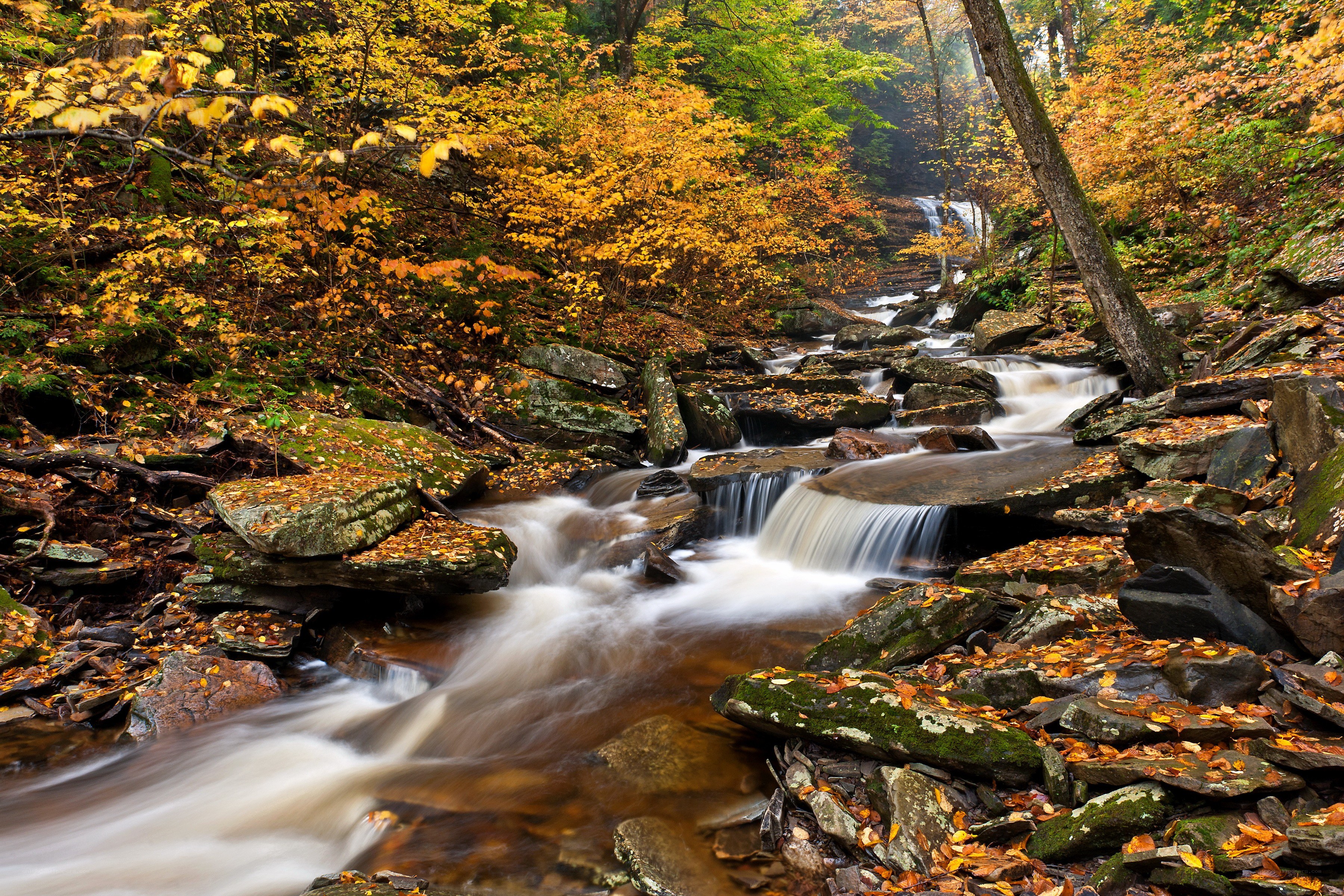 Autumn stream in forest