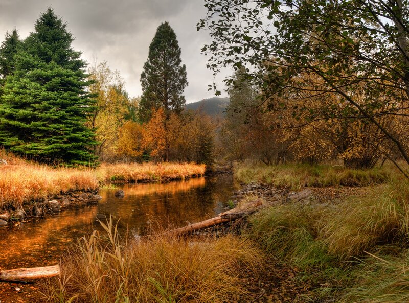 Autumn stream in forest