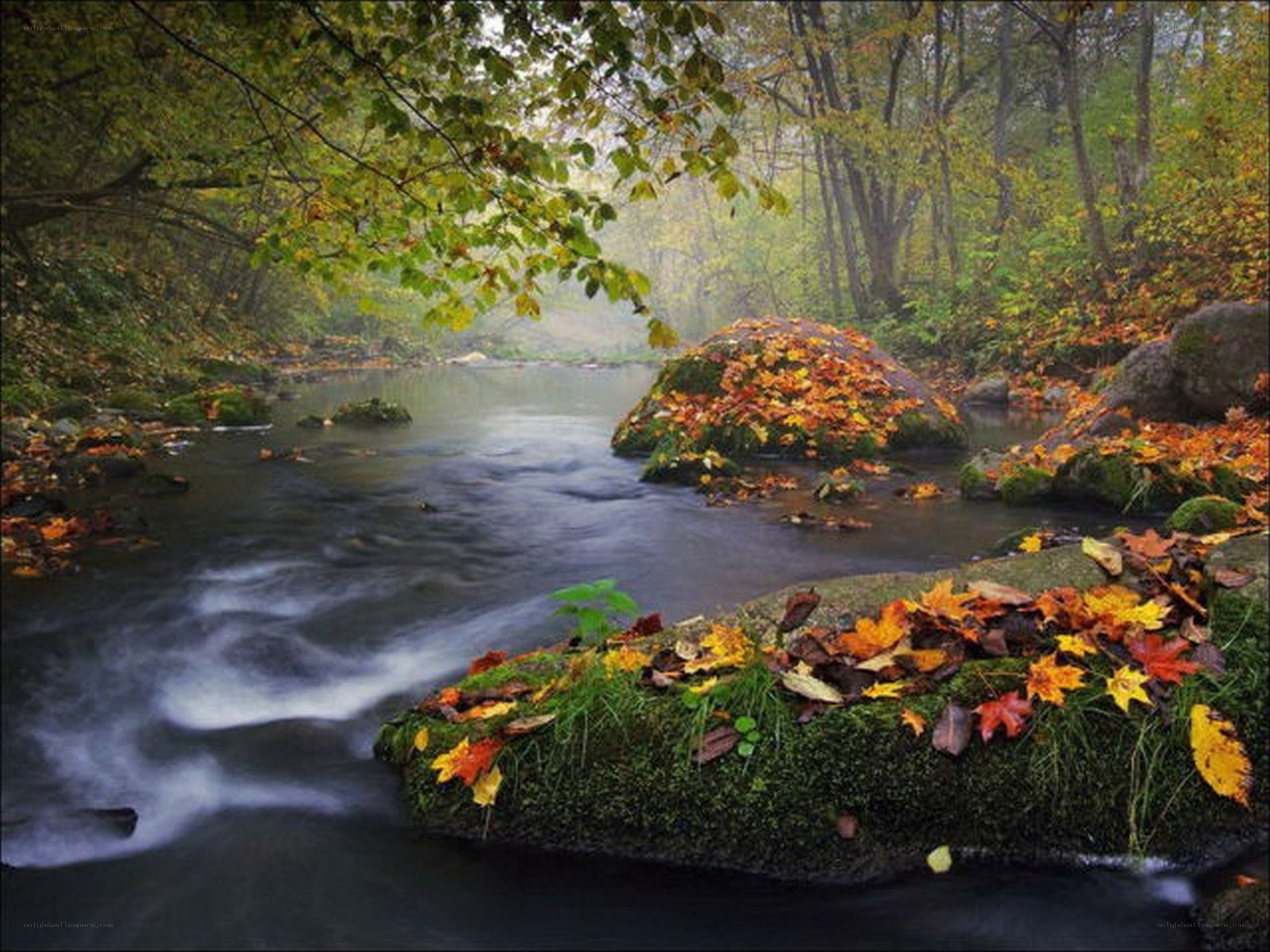 Autumn stream in forest
