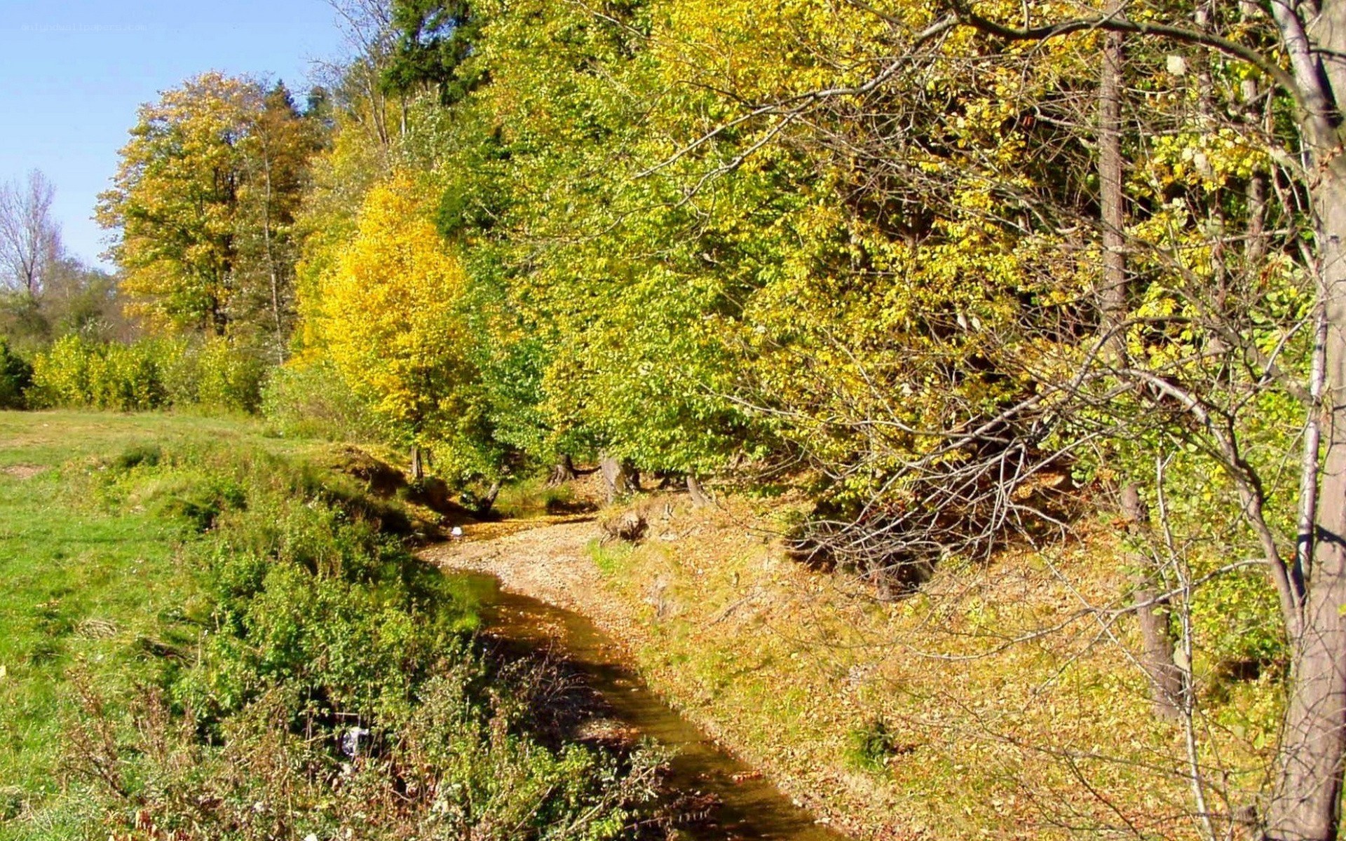 Autumn stream in forest