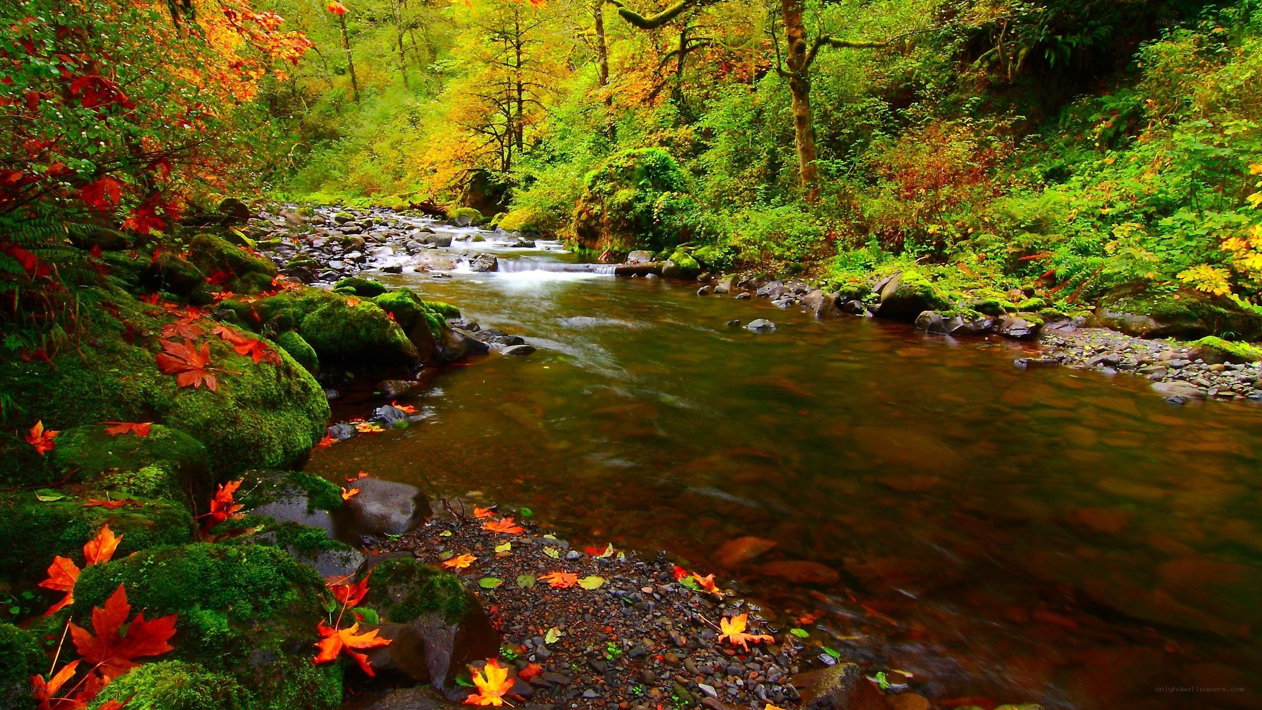 Autumn stream in forest
