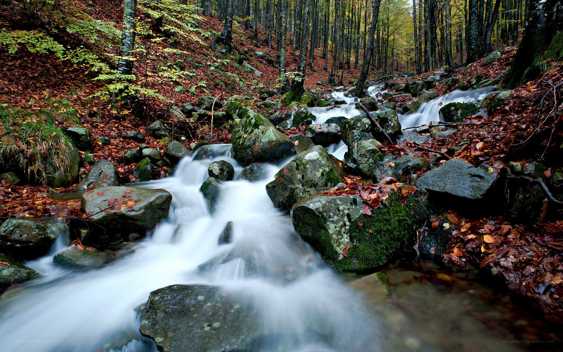 Autumn stream in forest