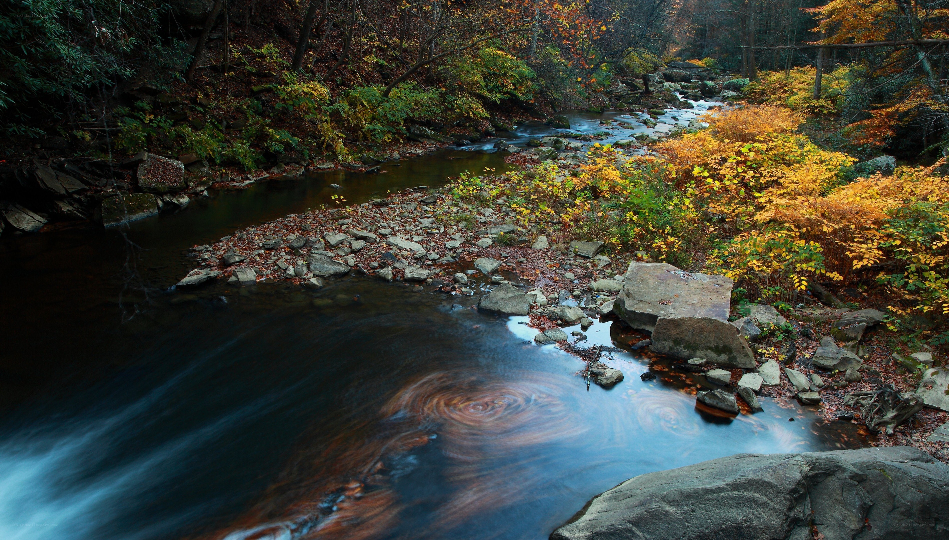 Autumn stream in forest