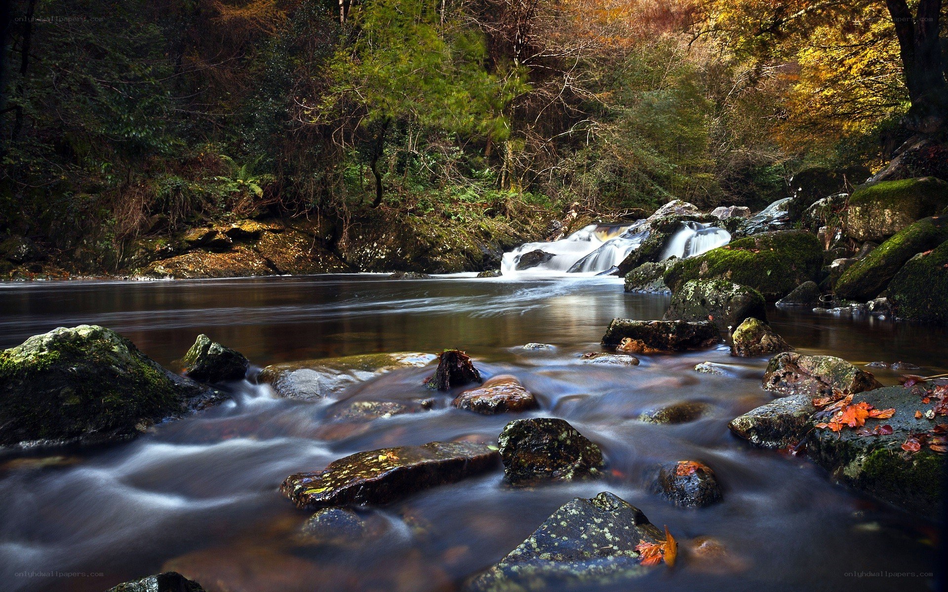 Autumn stream in forest