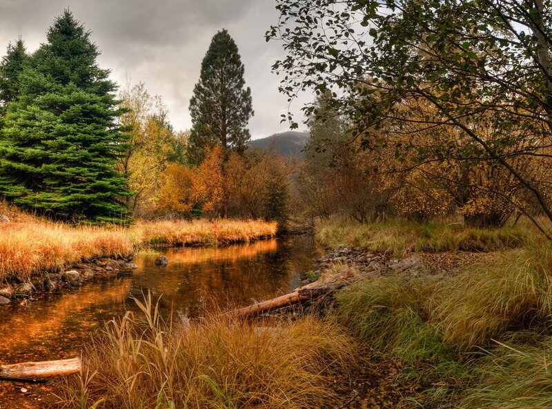 Autumn Stream in Forest — Brown, Serene, Photograph
