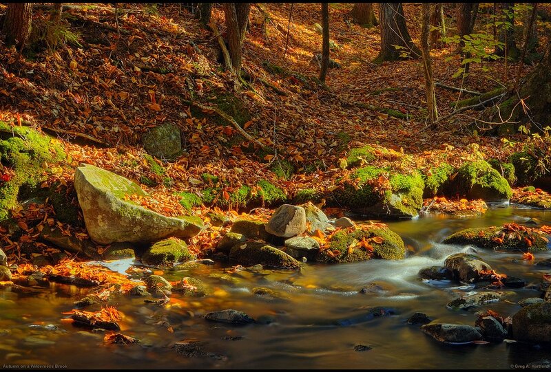 Autumn Stream in Forest — Brown