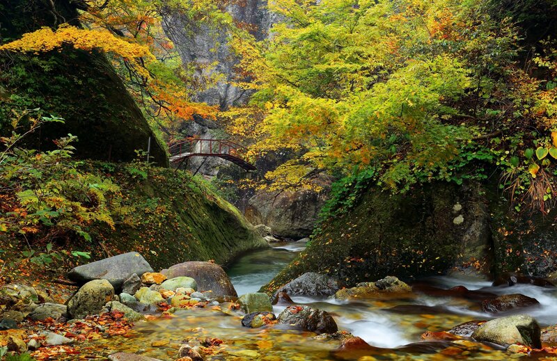 Autumn Stream in Forest — Green, Serene, Photograph, River