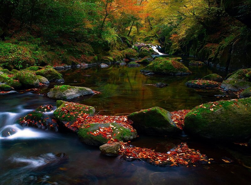 Autumn Stream in Forest — Green, Serene, Photograph