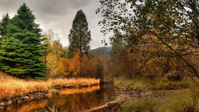 Autumn Stream in Forest — Green, Serene, Photograph, Trees