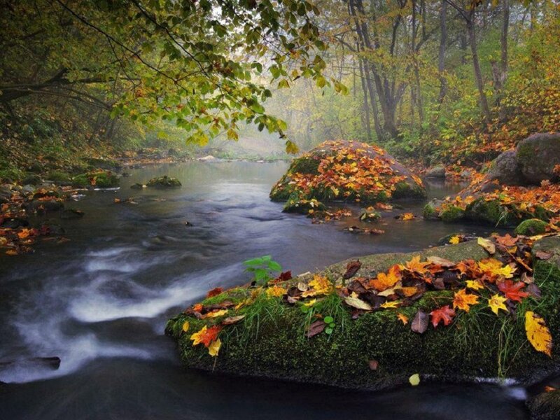 Autumn Stream in Forest — Green, Serene