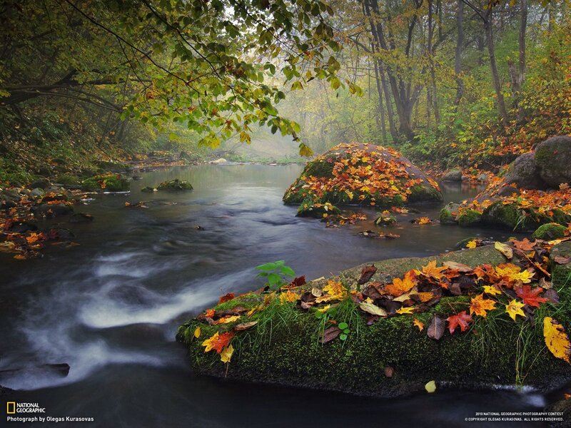 Autumn Stream in Forest — Green