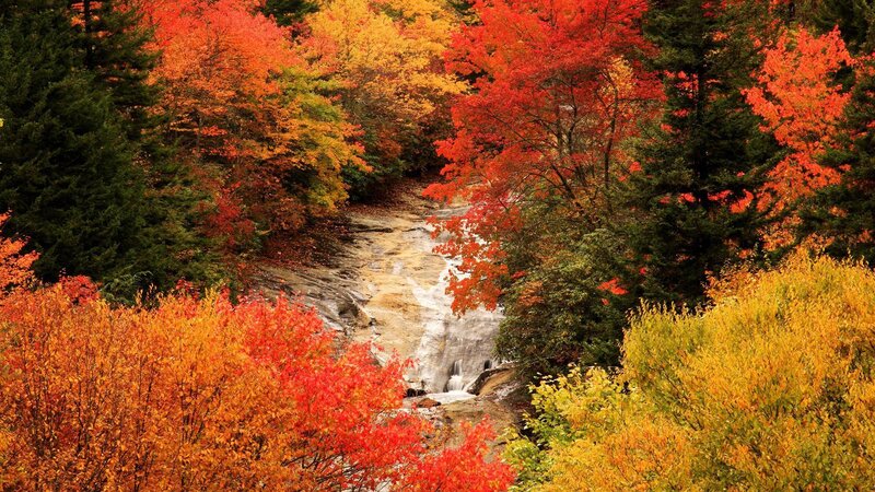 Autumn Stream in Forest — Red, Serene