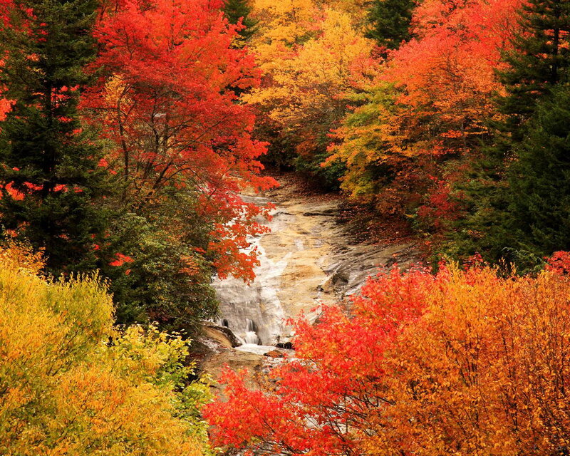 Autumn Stream in Forest — Red