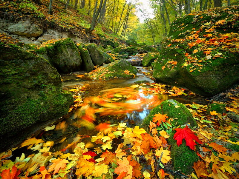 Autumn Stream in Forest — Yellow, Serene, Photograph