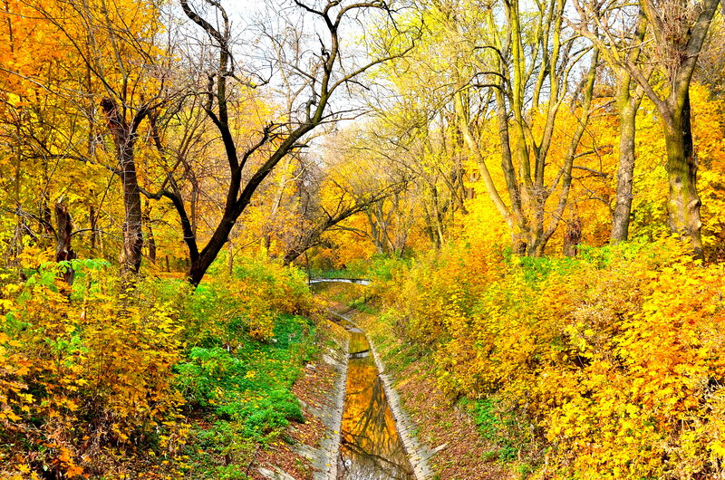 Autumn Stream in Forest — Yellow, Serene, Photograph, Trees