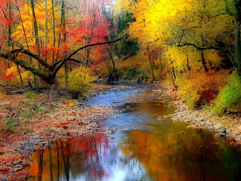 Autumn Stream in Forest — Yellow, Serene