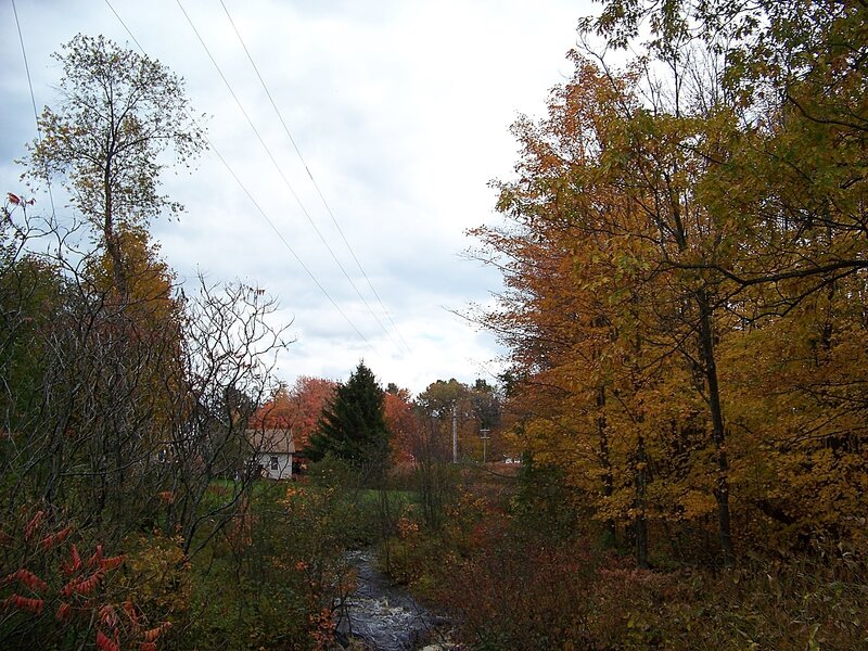 Autumn Stream in Forest — Yellow