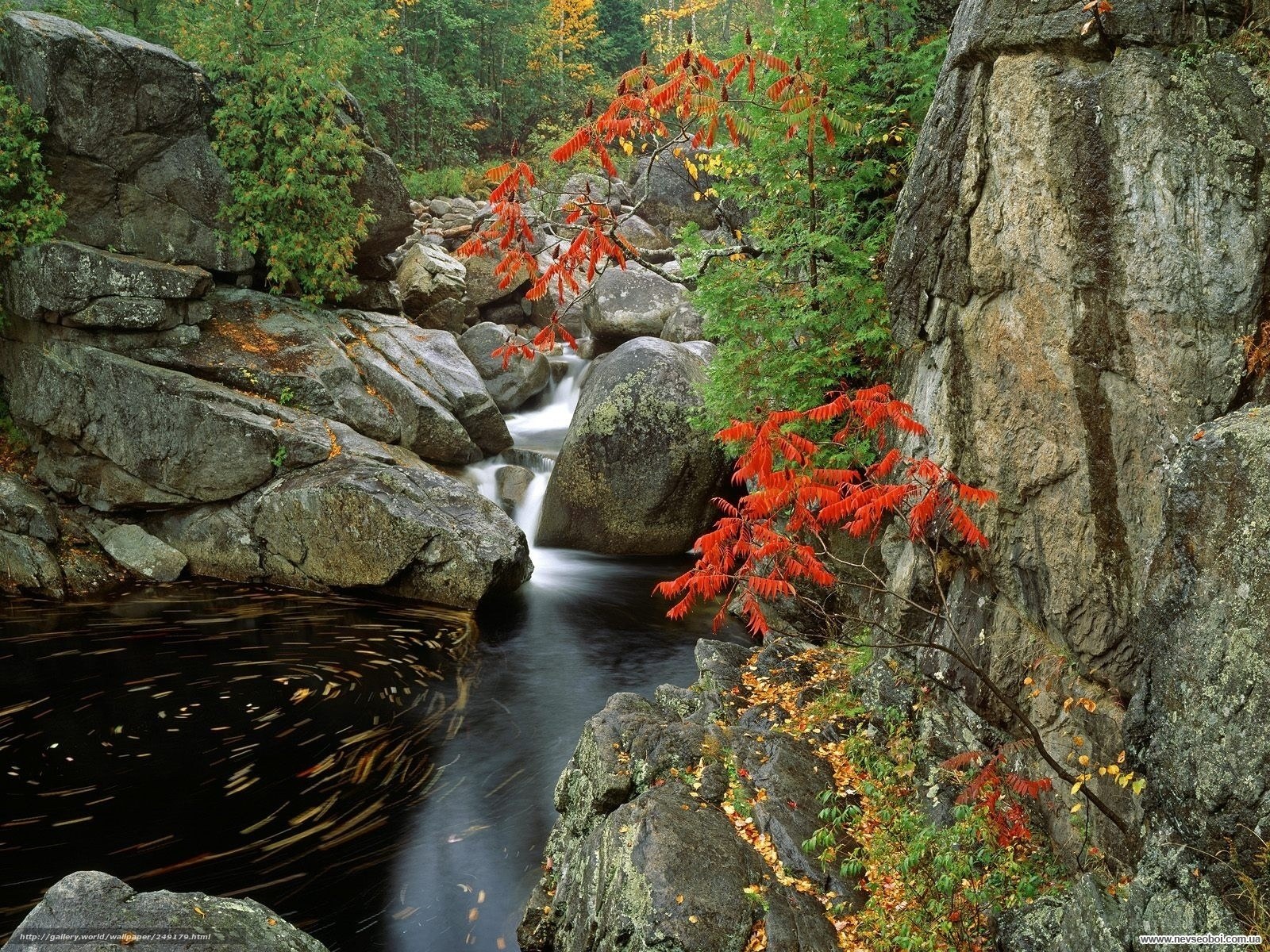 Autumn stream in rocky forest