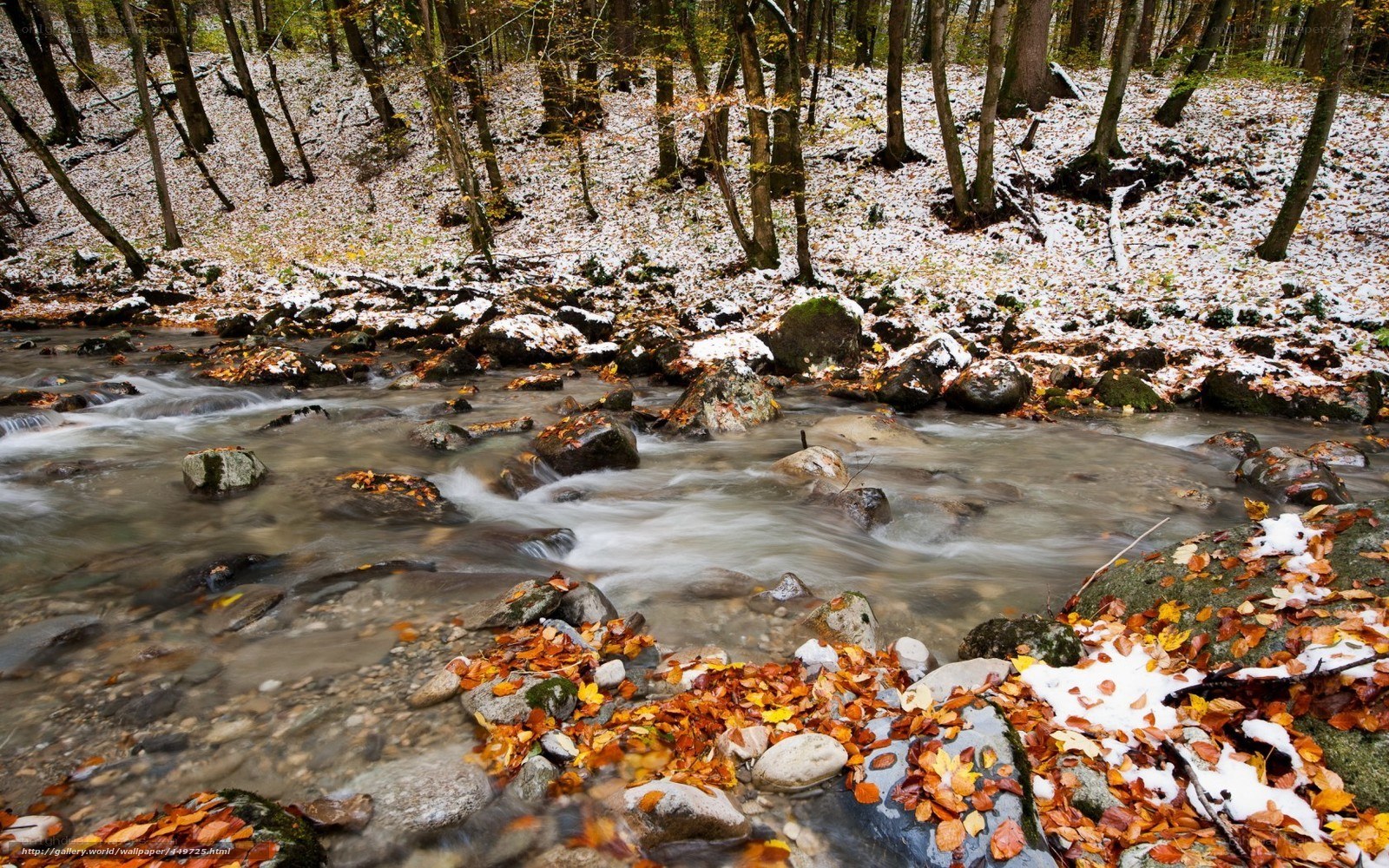 Autumn stream in snowy forest