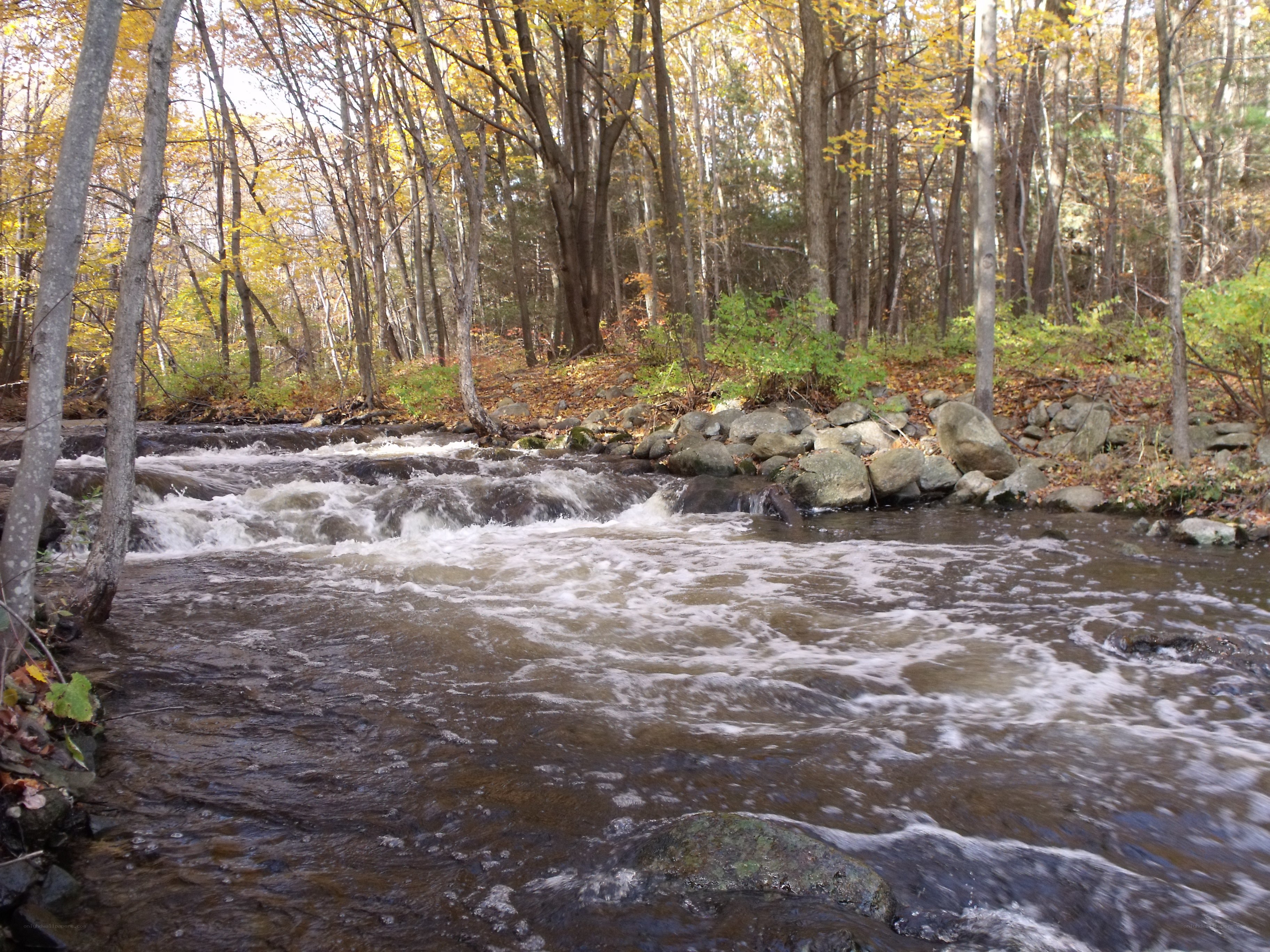Autumn stream in the forest