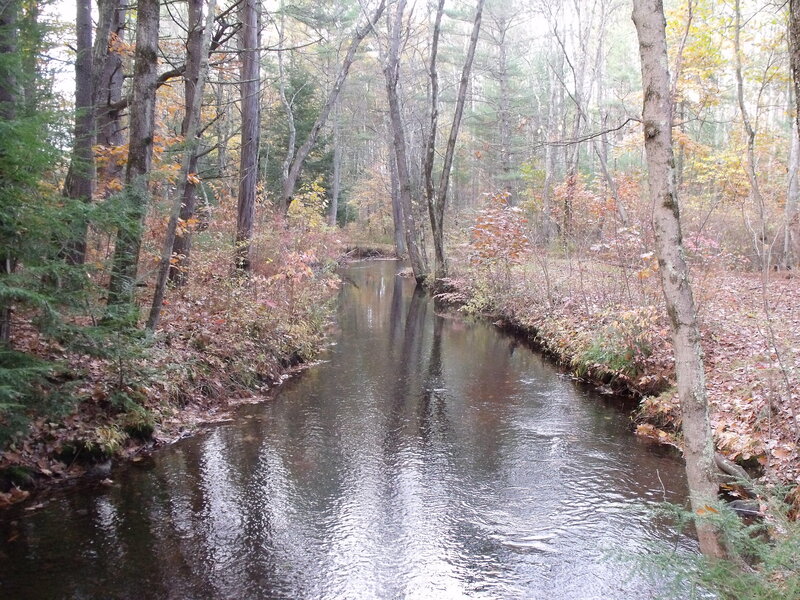 Autumn stream in the forest