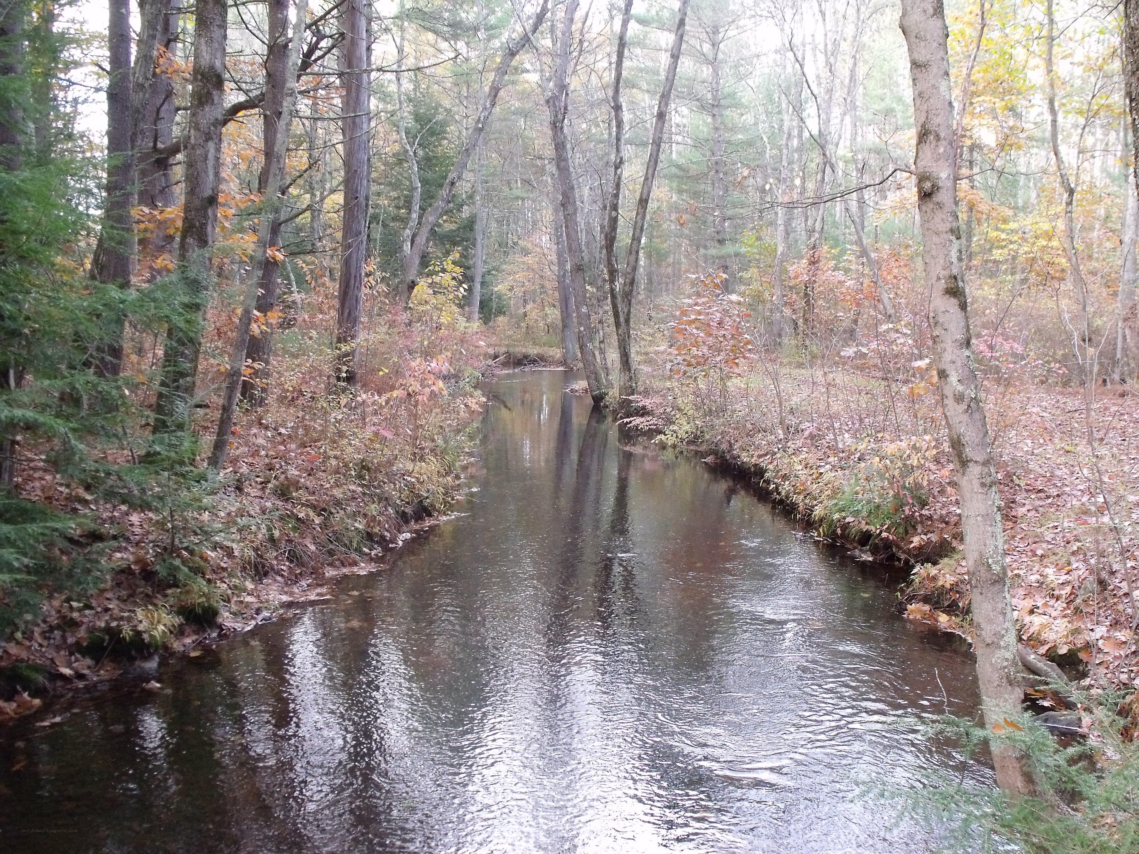 Autumn stream in the forest